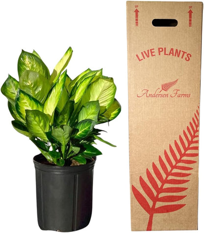 Dieffenbachia Marianne Live Plant Indoor/Outdoor in 10 in Grower Pot, Green, White