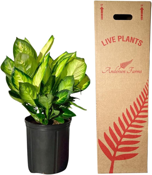 Dieffenbachia Marianne Live Plant Indoor/Outdoor in 10 in Grower Pot, Green, White