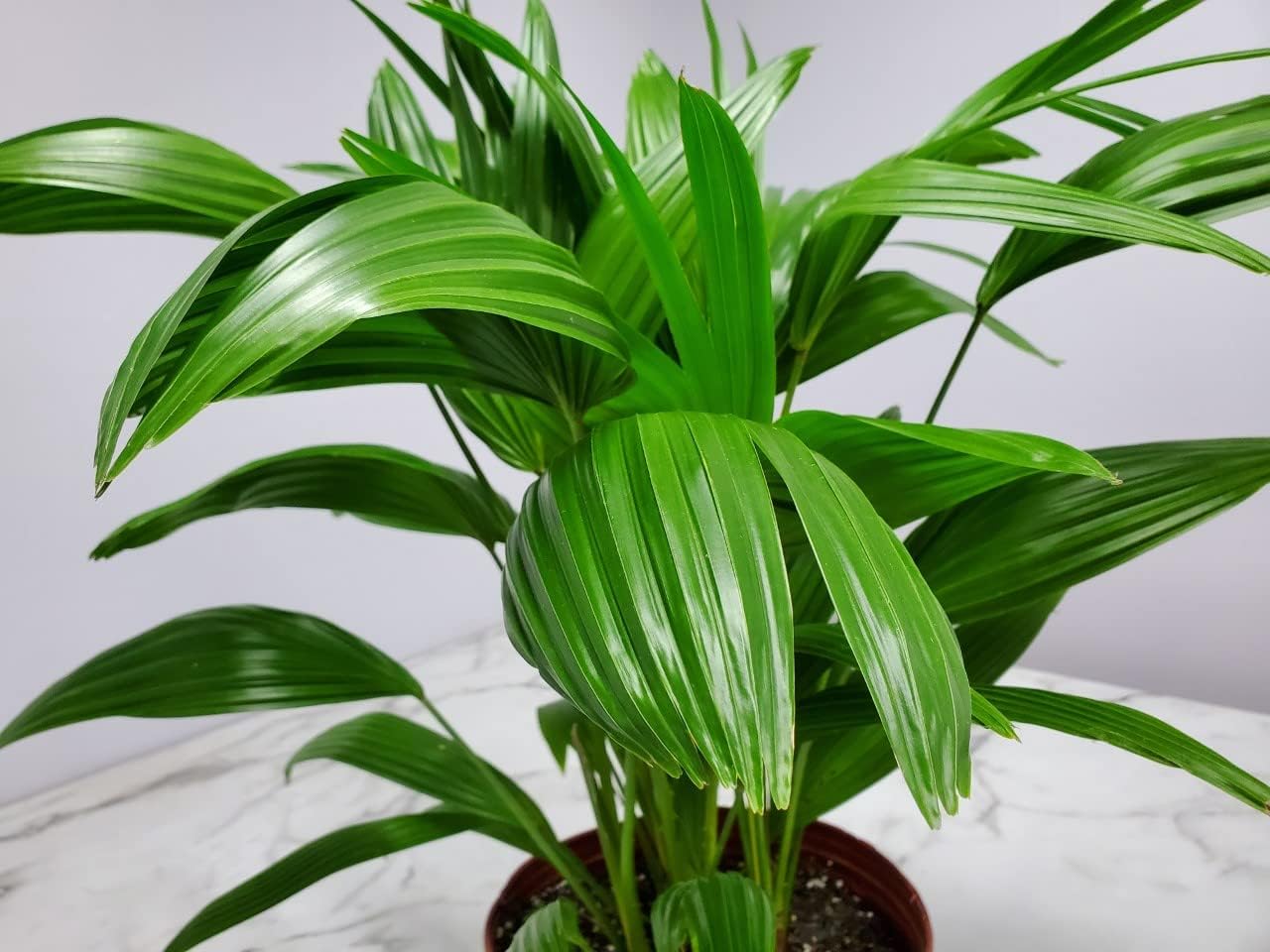 Fountain Palm Tree - Fan Palm - Overall Height 30" to 32" - Large Plant - Houseplant - Tropical Plants of Florida (Plant Only)…