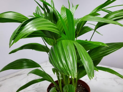 Fountain Palm Tree - Fan Palm - Overall Height 30" to 32" - Large Plant - Houseplant - Tropical Plants of Florida (Plant Only)…
