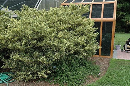 Ligustrum Japonicum Jack Frost Privet - 20 Live Plants - Variegated Evergreen Hedge