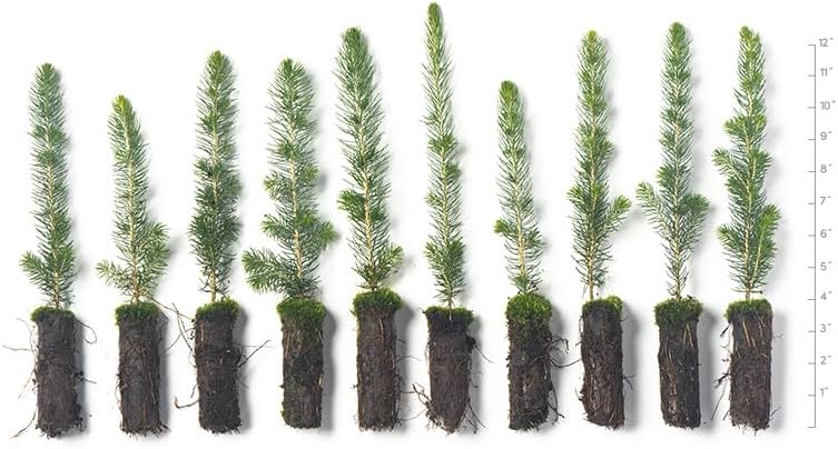 White Spruce Live Tree Seedlings | 6"-12" | Arbor Day Foundation (10-Pack)