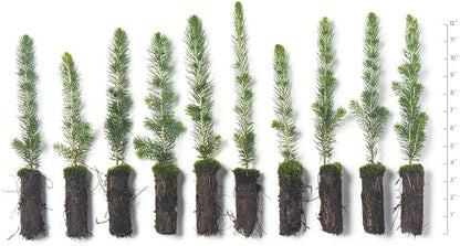 White Spruce Live Tree Seedlings | 6"-12" | Arbor Day Foundation (10-Pack)