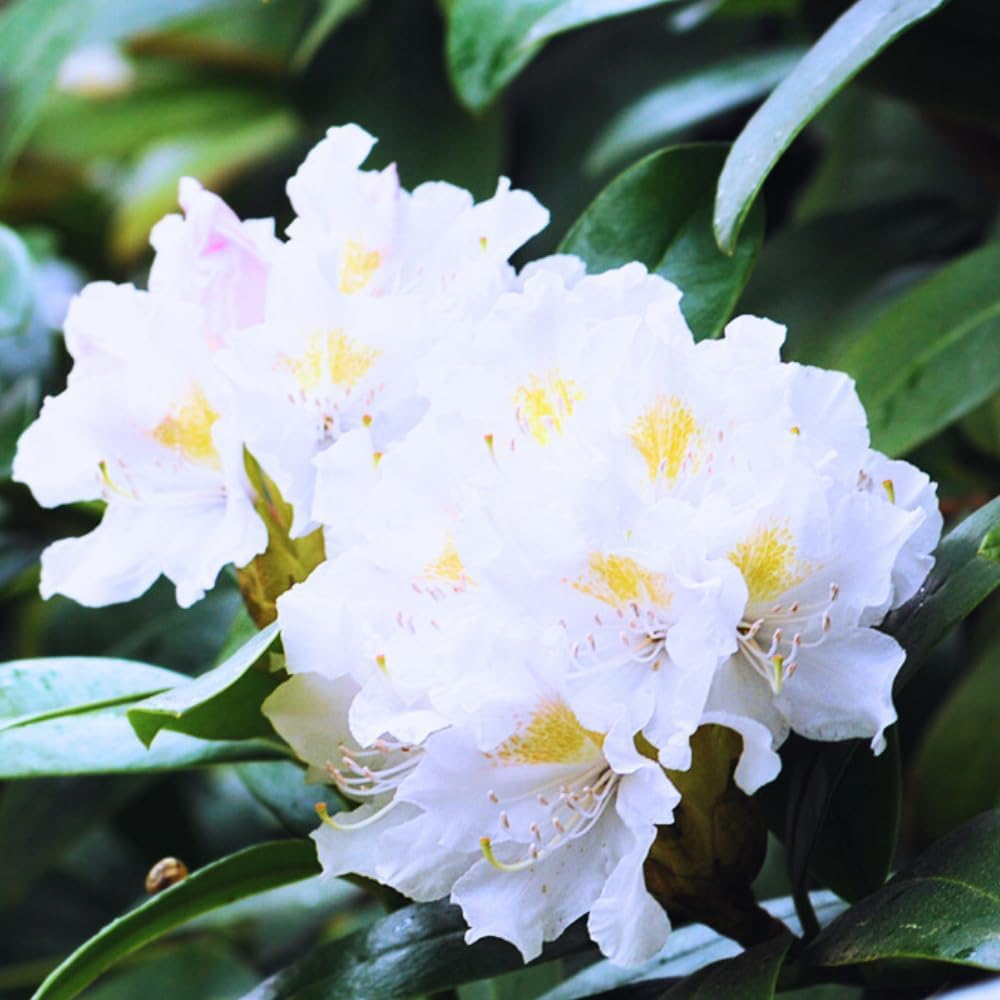 Rhododendrons Plant Live, White Rhododendron Shrub, Large Flowering Tree 1 Gallon Potted for Gardening