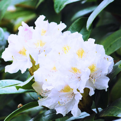 Rhododendrons Plant Live, White Rhododendron Shrub, Large Flowering Tree 1 Gallon Potted for Gardening