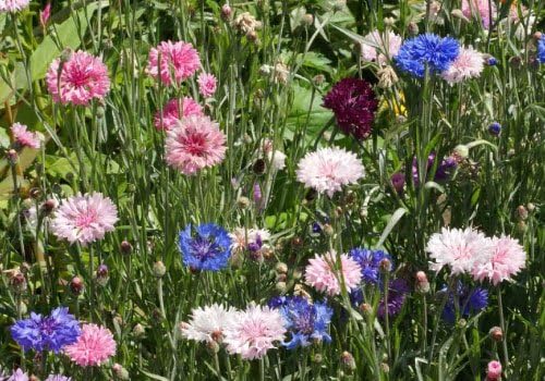 Non GMO Bulk Cornflower/Bachelor Button Seeds -Tall Mix Centaurea cyanus (1/2 Lb) 45,000 Seeds