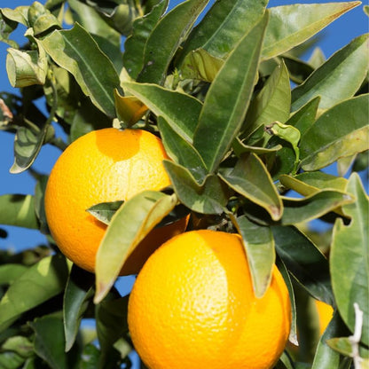 Orange Tree Live, Valencia Orange Tree 2 to 3 Feet Height, Fruit Plant Live in Pot, Citrus Outdoor Trees Live Plant No Ship to CA