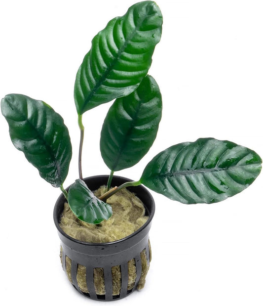 SubstrateSource Anubias Live Aquarium Plants - Potted Freshwater Plant for Fish Tanks, Terrariums - Beginner Friendly Low Light (Barteri Coffeefolia, 5 Pots)
