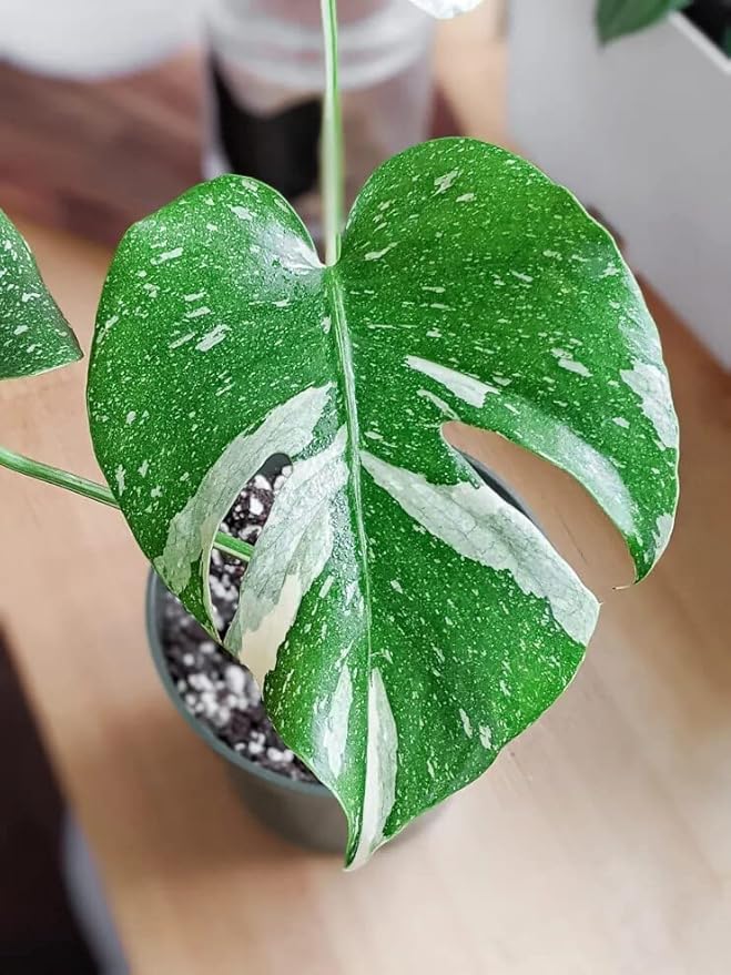 Thai Constellation Monstera Planting Mix - Promotes Steady Growth and Healthy Leaves - 10 Quart (2 Bags of 5 Quart)