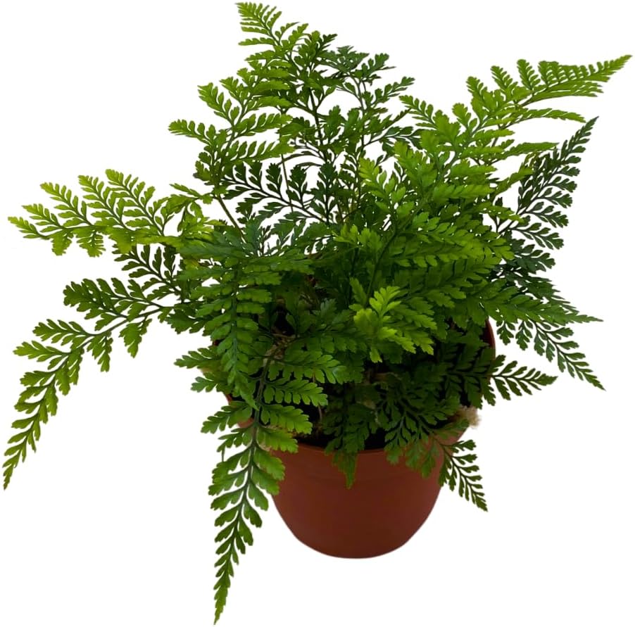 BubbleBlooms Rabbit's Foot Fern in a 4 inch Pot with Furry Roots Like a Deer's Foot Davallia canariensis fejeensis