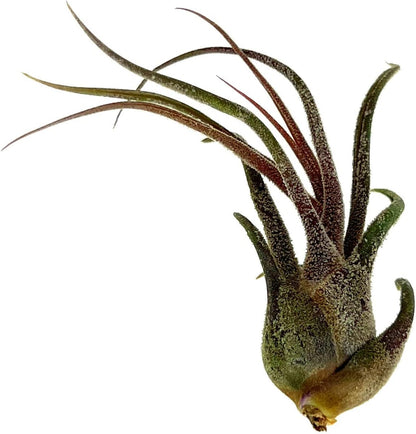 ragnaroc Air Plants - Tillandsia Pruinosa, Large 3-5" - 1ct - Live Arrival Guaranteed - House Plants for Home Decor & Gift