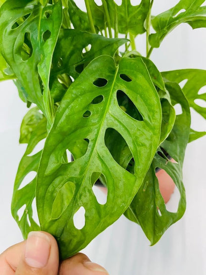 CoollectivePlants Monstera Swiss Cheese – Live Monstera Plant in 6″ Grower’s Pot, Monstera Adansonii Live Plant, Swiss Cheese Plant Indoor House Plants