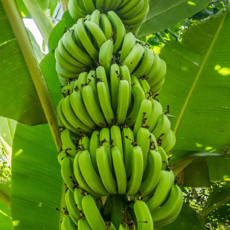 Dwarf Cavendish Banana Plant in 3 Gallon, 2-3 Ft Tall Banana Trees Live Plants for Outdoors Garden, No Ship to CA