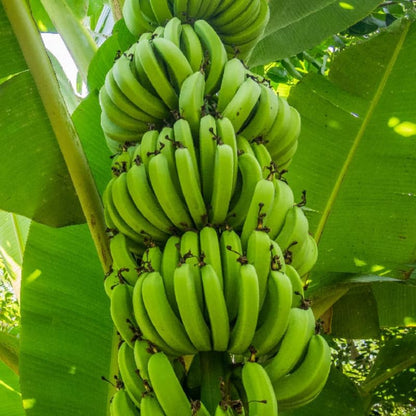 Dwarf Cavendish Banana Plant in 3 Gallon, 2-3 Ft Tall Banana Trees Live Plants for Outdoors Garden, No Ship to CA