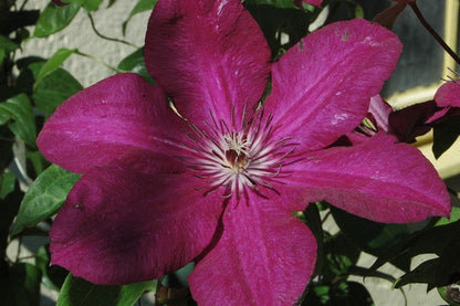 Clematis Cardinal Wyszynski Vine - Live Plant in a 4 Inch Growers Pot - Clematis 'Cardinal Wyszynski' - Starter Plants Ready for The Garden - Bold and Beautiful Crimson Flowering Vine