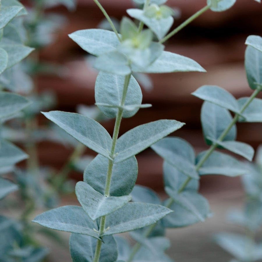 Park Seed Grow Your Own Eucalyptus Seeds Plant, Perfect for Indoor Growing and Spring Garden, Moon Lagoon, Pack of 25