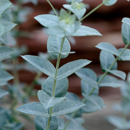 Park Seed Grow Your Own Eucalyptus Seeds Plant, Perfect for Indoor Growing and Spring Garden, Moon Lagoon, Pack of 25
