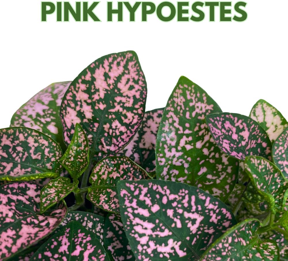 BubbleBlooms Pink Hypoestes Phyllostachya in a 4 inch Pot Polka Dot Flamingo Plant