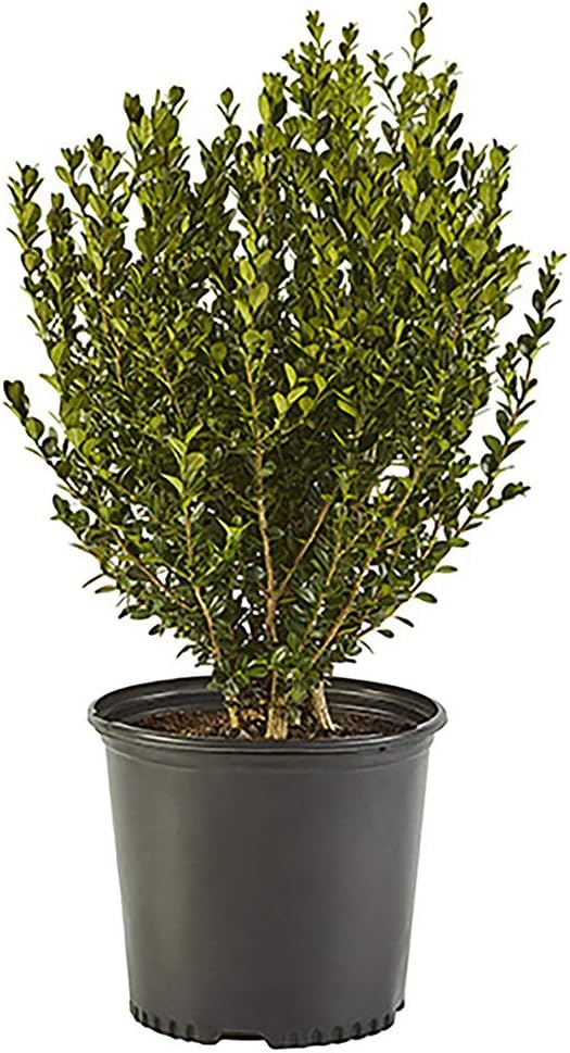 Shrub Wintergreen Boxwood 2.5 Qt, 1 Gallon, Green Foliage