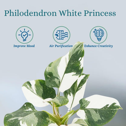 Rare White Princess Philodendron - Live Plants: Indoor Plants, Elegant White Princess Plant, Plants Live Houseplants, Rare Live Plants Indoor
