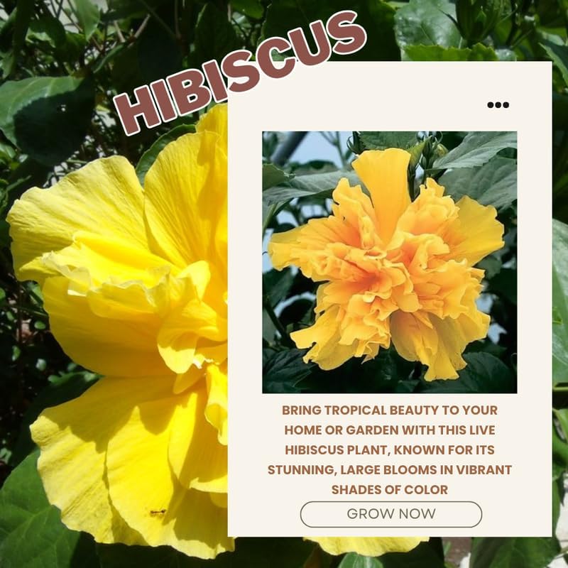 Double Yellow Hibiscus Plant Live, Hardy Hibiscus Flowers Colorful Blooms for Outdoor Landscapes, 8-10 Inch Height, Hibiscus Shrubs, No Pot, Well-Rooted
