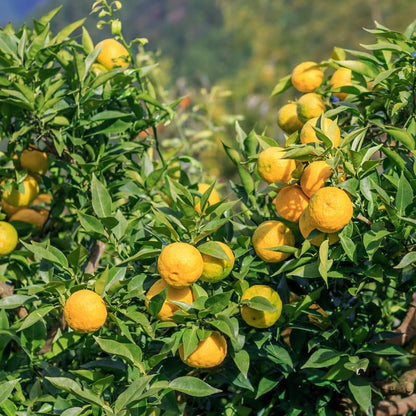 Yuzu Mandarin Tree Plant, Yuzu Tree Live Plant in Pot, 2 to 3 Feet Tall Yuzu Tree Plant, Yuzu Citrus Grafted Tree, Live Yuzu Plant Tree for Planting Outdoor Garden, No Ship to CA