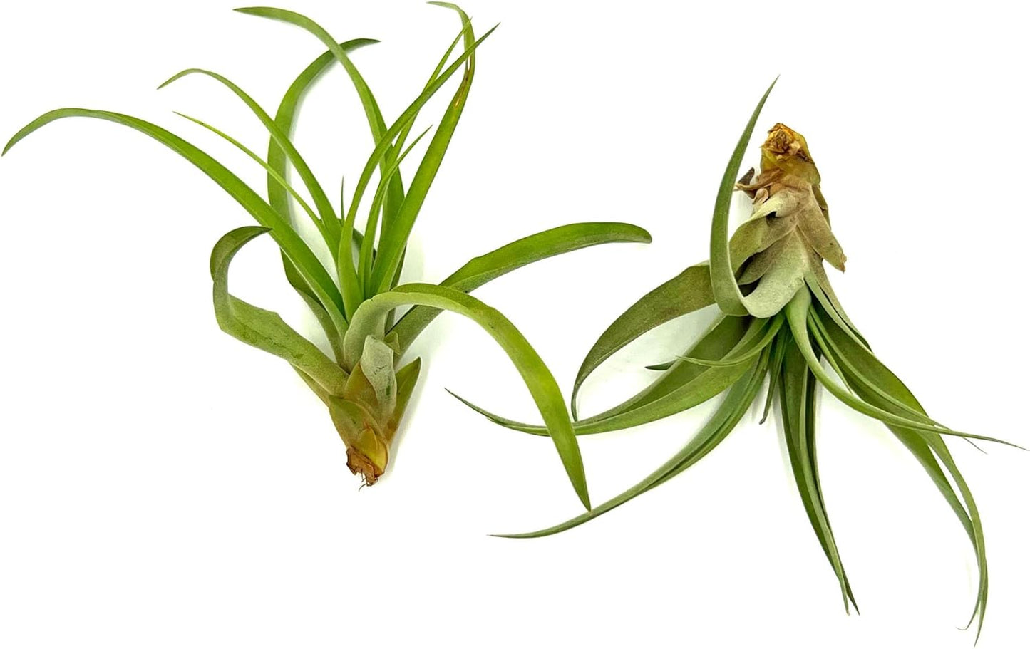 ragnaroc Air Plants - Tillandsia Capitata (Peach), Large 5-7” - 2 ct - Live Arrival Guaranteed - House Plants for Home Decor & Gift