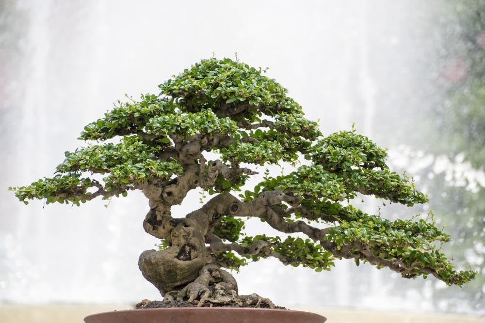 Gardenera Pro Bonsai Soil Premium Potting Mix Ingredients for Thriving Bonsai Growth and Resilience - 5 Quart