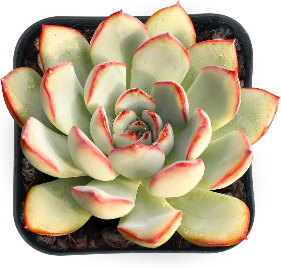 Sprout N Green Echeveria Pulidonis, Mini Live Succulent Fully Rooted in 2 inch Starter Pot with Soil Mix, House Plant for Indoor Outdoor Home Office Wedding Decoration Party Favor