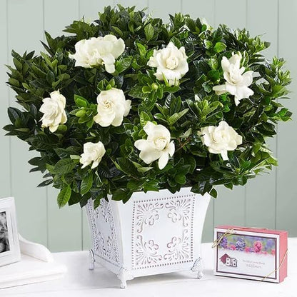 Gardenia Mystery - Gardenia Jasminoides. Hardy Evergreen Shrub with Large, Sweetly Fragrant White Flowers, Ideal for Landscaping and Container Gardening (2 Gardenia Mystery Plants in Sac)