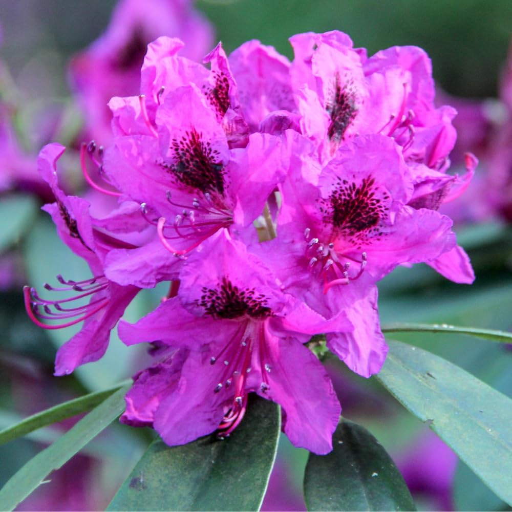 Rhododendrons Plant Live, Purple Black Rhododendron Shrub, Large Flowering Tree 1 Gallon Potted for Gardening