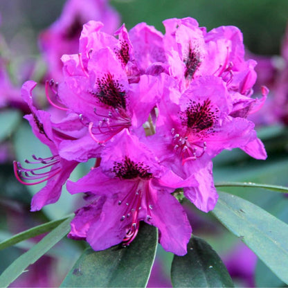 Rhododendrons Plant Live, Purple Black Rhododendron Shrub, Large Flowering Tree 1 Gallon Potted for Gardening