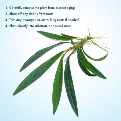 SubstrateSource Live Jungle Plant - Homalomena sp. 'Sub-Hasei' - Moderate Care, Low to Medium Light, Green Accent, Vivarium or Paludarium Terrestrial Rosette - Loose/Bare Root