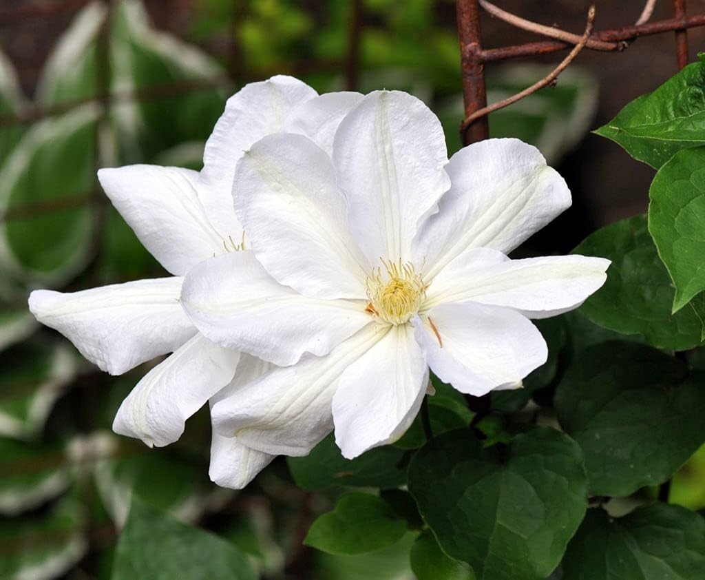 Candida Clematis Vine - 5 Live Plants in 4 Inch Growers Pots - Clematis 'Candida' - 2 Years Old Ready to Be Planted - Bold and Beautiful Purple Flowering Vine