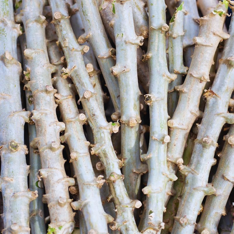 5 Cassava Cuttings for Planting, Cassava Plant Live Cuttings, 6 to 8 Inches Tall