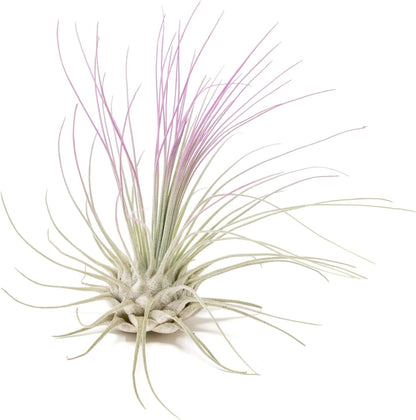 Lavender Colorful Tillandsia Air Plants - Long Lasting Color Enhanced Live Tillandsia Succulent House Plants - Home and Garden Decor - Easy Care Indoor and Outdoor Plants