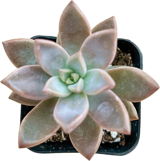 Sprout N Green Golden Sedum | Sedum adolphi, Mini Live Succulent Fully Rooted in 2 inch Starter Pot with Soil Mix, House Plant for Home Office Wedding Decor Party Favor