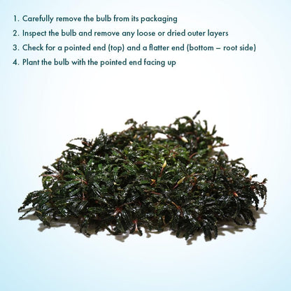 SubstrateSource Live Plants – Bucephalandra Belindae (Bucephalandra belindae) – Low to Medium Light, Dark Iridescent Green Color, Foreground to Midground Placement, Rhizome Growth - Loose, 1 Pack