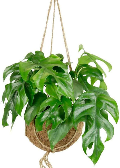 Philodendron Monstera Minima Live Plant for Indoor | Different Houseplants in 4'' & 6'' Pot | Real House Plant for Living Room, Office, Desk & Bathroom | Cheese Holes Plant