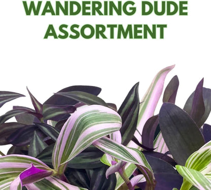 Wandering Dude Assortment, Tradescantia Variety, 2 inch, Set of 3 Tiny Mini Pixie Plant