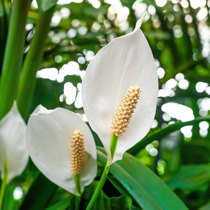 American Plant Exchange Spathiphyllium Peace Lily Live Plant, Large 10-Inch Pot, Indoor Flowering Houseplant, Easy Care, Low Light, Perfect for Home & Office, Housewarming, Sympathy Gift
