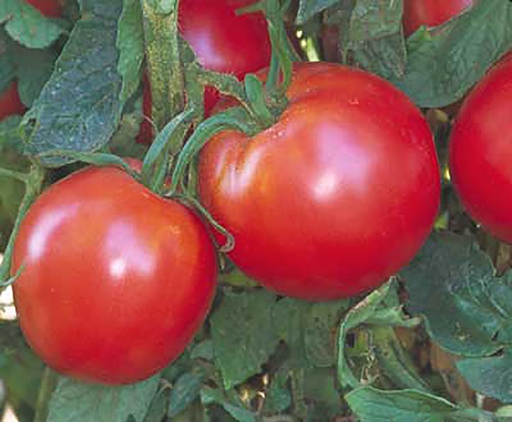 Bradley Tomato Seeds - Determinate Tomato which Makes Canning Easier as The Tomatos Ripen at The Same Time - 100 Seeds