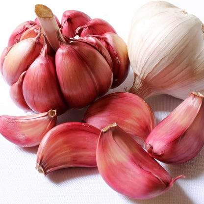 1 Pound Garlic for Planting in Fall Hardneck, 8-10 Chesnok Red Garlic Bulbs for Planting, Fresh and High Yield Bulb Variety Pack, Hardy and Fast Growing