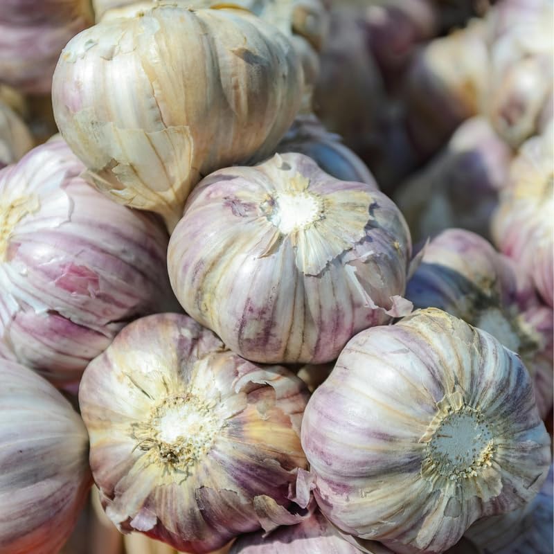 1 Pound Hard Neck Garlic for Planting in Fall, Purple Stripe Garlic Bulb for Planting, Fresh and High Yield, Cold Hardy, Planting Softneck Hardneck