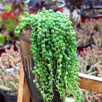 String of Pearls Plant Live, Succulent Trailing Vine, Indoor Houseplant Live in Pot