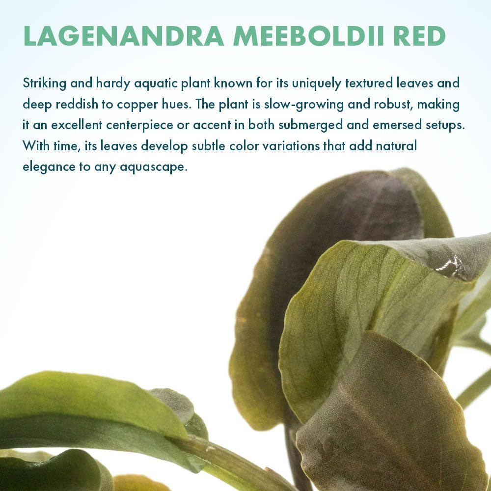 SubstrateSource Live Plants – Lagenandra Meeboldii Red (Lagenandra meeboldii) – Moderate Light, Red to Bronze Accent Freshwater Aquatic Plant, Midground Placement for Aquascaping – Pot, 5 Pack