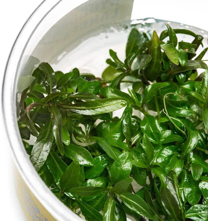 Ultum Nature Systems Live Tissue Culture - Hygrophila 'Araguaia' (Hygrophila lancea) - Moderate - High Light - Reddish-Brown Accent - Midground - 100% Snail Free Grown in-Vitro - Regular Cup