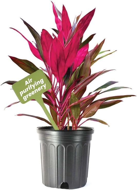 American Plant Exchange Ti Plant 'Sister' – 10-Inch Pot – Live Easy Care Indoor Houseplant, Air-Purifying, Bright Light Tropical Plant for Home, Garden Patio Decor