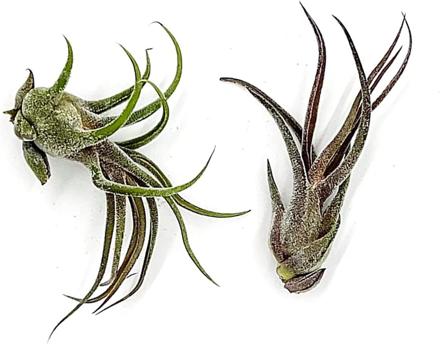 ragnaroc Air Plants - Tillandsia Pruinosa, Large 3-5" - 2ct - Live Arrival Guaranteed - House Plants for Home Decor & Gift
