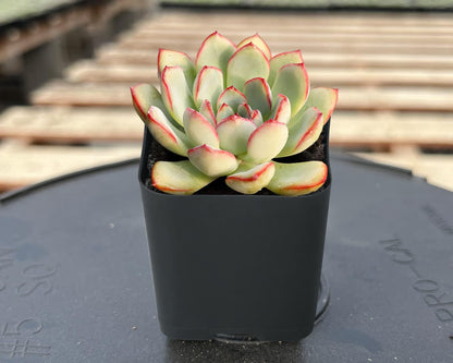 Sprout N Green Echeveria Pulidonis, Mini Live Succulent Fully Rooted in 2 inch Starter Pot with Soil Mix, House Plant for Indoor Outdoor Home Office Wedding Decoration Party Favor